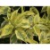 Deren White Gouceauulti, C2 pot, H10-50 height, 1 pc, summer 2024