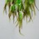 Dreams D = 7 cm "Eye with a tree" Green 44x19.3x0.7 cm