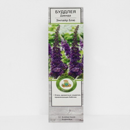 Buddlaya David "Empire Blue", 1 pc, tube, spring 2025