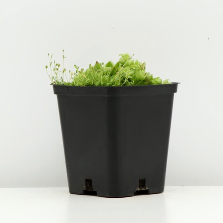 Belarmed offspring, P9 pot, 1 pc, Spring 2024-1