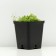 Belarmed offspring, P9 pot, 1 pc, Spring 2024