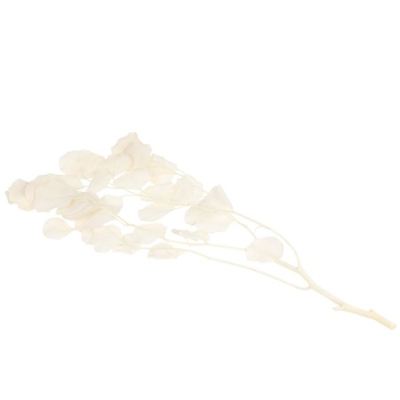 Sukhotzet of peach wood, 50 g, length - 70 cm, white color-3