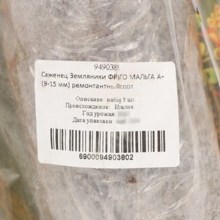 Strawberries of Frigi Malg A+ (> 15 mm) Returned variety, set 5 pcs-3