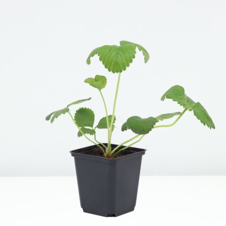 Strawberries Garden Mara de Bois, P9 Pot, 1 pc, summer 2024-1