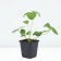 Strawberries Garden Mara de Bois, P9 Pot, 1 pc, summer 2024