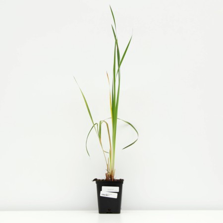 Iris Siberian, P9 pot, 1 pc, spring 2024-2