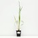 Iris Siberian, P9 pot, 1 pc, spring 2024