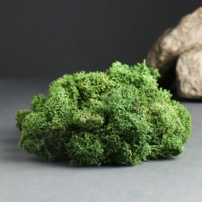Moss Yagel stabilized 