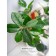 Decorative plant in a ceramic pot "Mini tree", 13.5 × 13.5 × 61 cm
