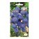 Flower seeds Buchasnik "Lukashka", Euro, 0.1 g