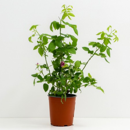 Park Ferdinand Pichad, C3.5 pot, H25-45 Height, 1 pc, summer 2024-1
