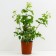Park Ferdinand Pichad, C3.5 pot, H25-45 Height, 1 pc, summer 2024