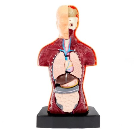 Scientific experience "Body structure"-1