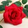 Artificial flowers "Troy rose" 6x61 cm, red