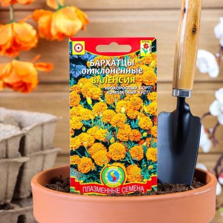 Seeds of velvets stunted Valencia, 45 pcs