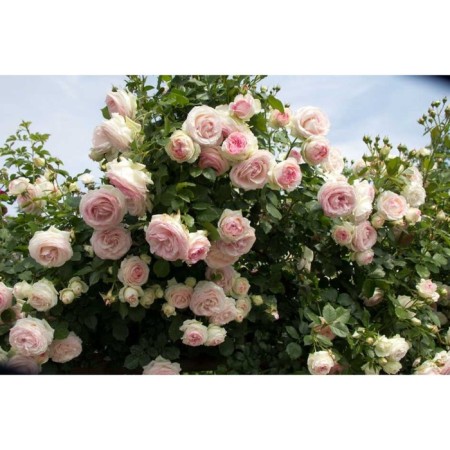 Seedling Rosa Klaimber Fuche, 1 pc, spring 2024