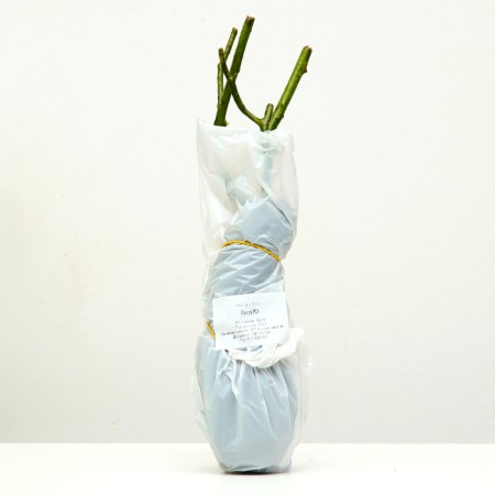 Sahenian Rosa Tea-Hybride "Praud", 1 pc, spring 2024-3
