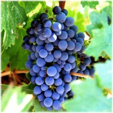 Grapes seedling 