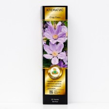 Clematis botanical suite (for cutting) 