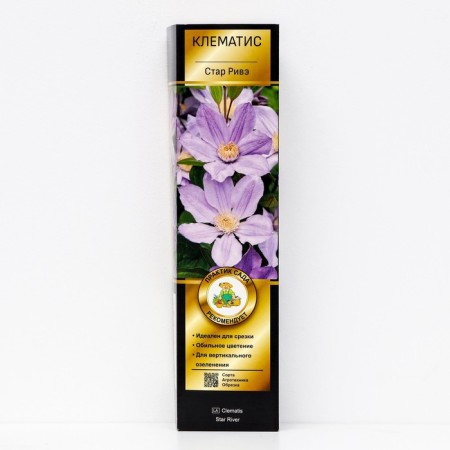 Clematis botanical suite (for cutting) "Star Rive", 1 pc, tube, spring 2024
