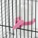 Drill for rodents, 60 ml, transparent with pink mount