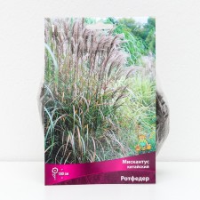 Miscantus Chinese Rotfeder, 1 pc, rr I, spring 2025