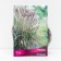 Miscantus Chinese Rotfeder, 1 pc, rr I, spring 2025