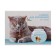 Album for drawing A4, 24 sheets on the board "Lunch", cover coated paper 120 g/m², internal block offset 100 g/m²