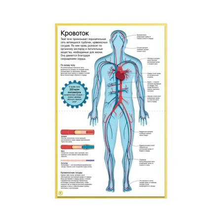 How the human body works. A colorful guide to our body. Winston Robert-6