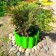 Fencing for the flowerbed, 110 × 24 cm, green, "wave", Greengo