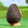 Garden figure "Hedgehog with a leaf" 12x11x16cm