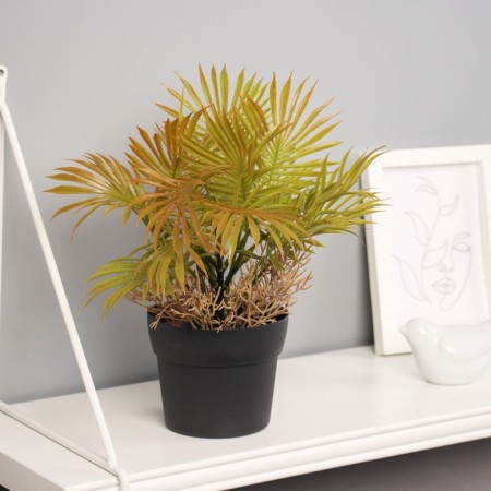 Bonsai in the Liviston Premium pot 22x10.5 cm, mix-1