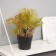 Bonsai in the Liviston Premium pot 22x10.5 cm, mix