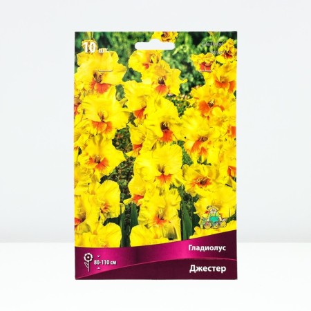 Gladiolus large-flowered "Jester", 10/12, 10 pcs, spring 2024