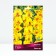 Gladiolus large-flowered "Jester", 10/12, 10 pcs, spring 2024