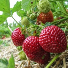 Strawberry Garden Queen Elizabeth, P9 Pot, 1 pc, summer 2024