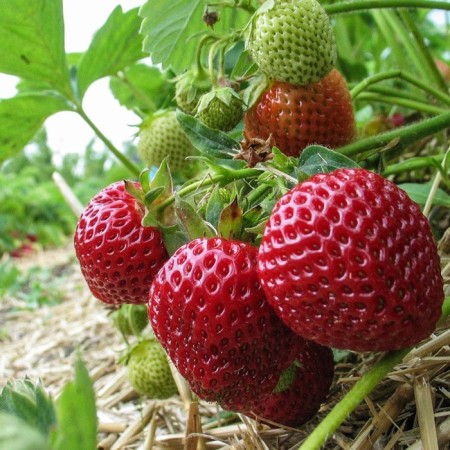 Strawberry Garden Queen Elizabeth, P9 Pot, 1 pc, summer 2024