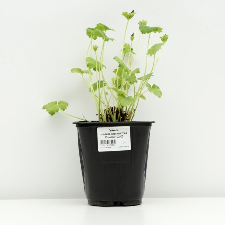 Geichera blood red "Red spangles", pot C3, 1 pc, spring 2024-2