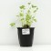 Geichera blood red "Red spangles", pot C3, 1 pc, spring 2024
