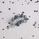 Galiotis brooch-column curl with pearls, green color in silver