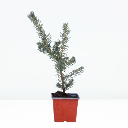 Serbian spruce, p9, 1 pc, h 3-20 cm, spring 2024-1