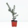 Serbian spruce, p9, 1 pc, h 3-20 cm, spring 2024