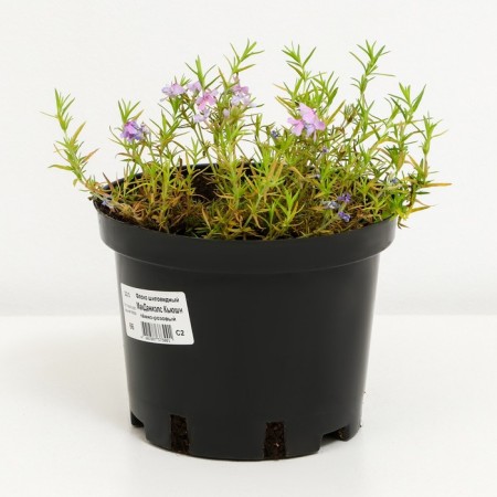Flox Makdaniels Kyushn, C2 pot, H10-50 height, 1 pc, summer 2024-1