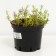 Flox Makdaniels Kyushn, C2 pot, H10-50 height, 1 pc, summer 2024