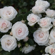 Seedling rose 