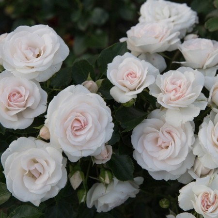 Seedling rose "Aspirin", tube, spring 2025