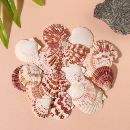 Treasurous decorative shells "scallop" set of 100 grams