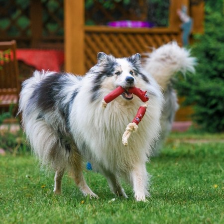Rubber toy "3 sausages" on a rope, 50 cm, mix-5