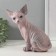 The piggy bank "Kitten Sphinx" 22 x 10 x 21 cm.