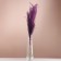 A set of dried flowers "Miscantus", a ban 3-5 pcs, length 60 (+/- 6 cm), purple
